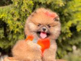 Safkan Pomeranian Yavrular