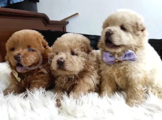 Pofuduk Chow Chow Yavrularımız