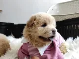 Pofuduk Chow Chow Yavrularımız