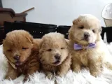 Pofuduk Chow Chow Yavrularımız