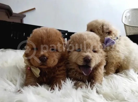 Pofuduk Chow Chow Yavrularımız görsel