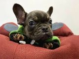 A Kalite French Bulldog