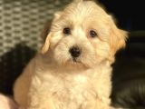 Show Kalite Maltipoo Yavrular