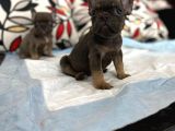 A Kalite French Bulldog