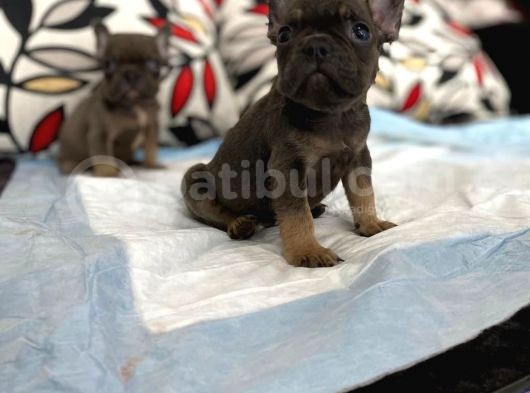 A Kalite French Bulldog görsel