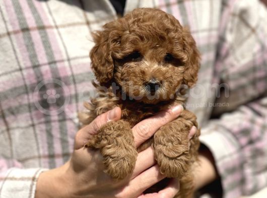 Show Kalite Poodle Yavrular görsel