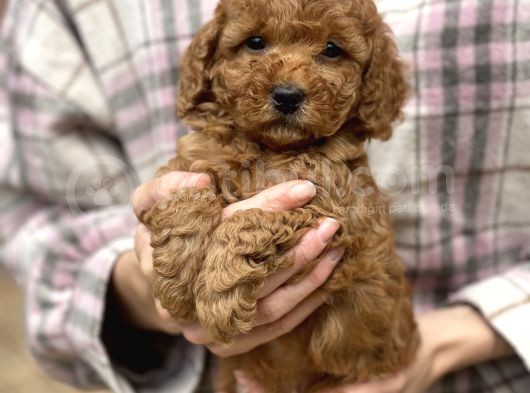 Bebek Surat Toy Poodle Yavrular görsel