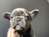 A Kalite French Bulldog