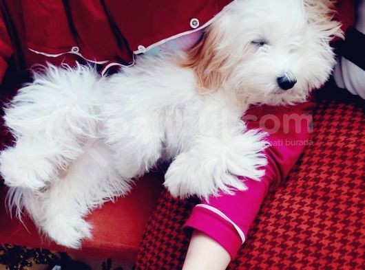 Acil Acil Terrier görsel
