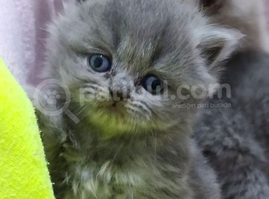 Scottish Fold Brittish görsel