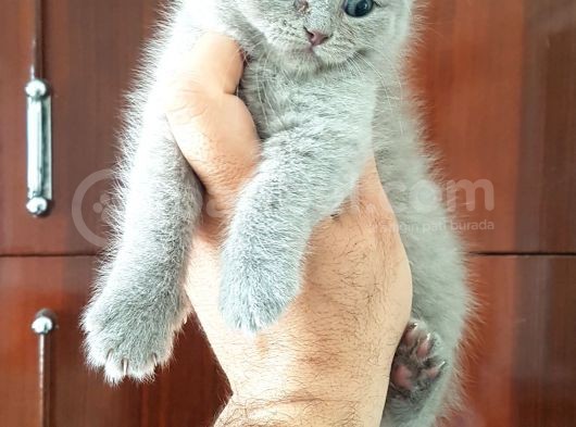 Scottish Fold Yavrular görsel