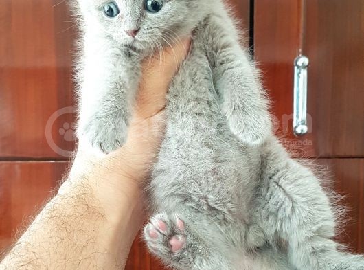 Scottish Fold Yavrular görsel