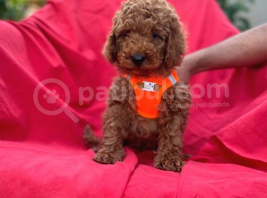 Safkan Toy Poddle görsel