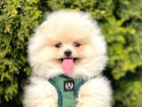 Safkan Pomeranian Boo Yavrular