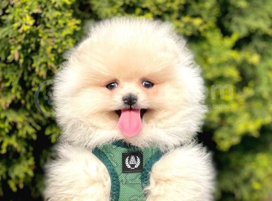 Safkan Pomeranian Boo Yavrular