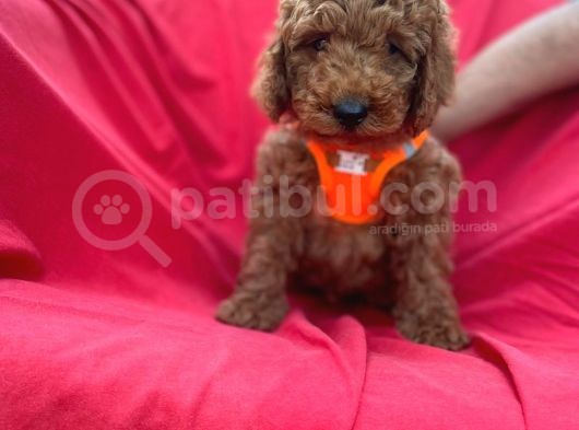 Safkan Toy Poddle görsel