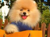 Show Kalite Pomeranian Boo Yavrular
