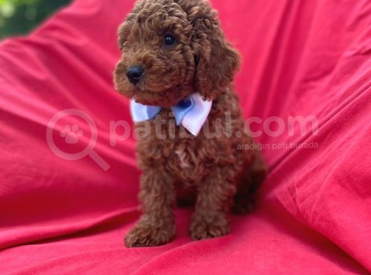 Orjinal Toy Poodle görsel