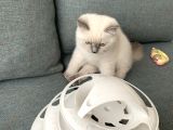 British Shorthair Blue Point Yavru Kedi