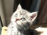British Shorthair Bluetabby
