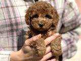 Show Kalite Poodle Bebekler