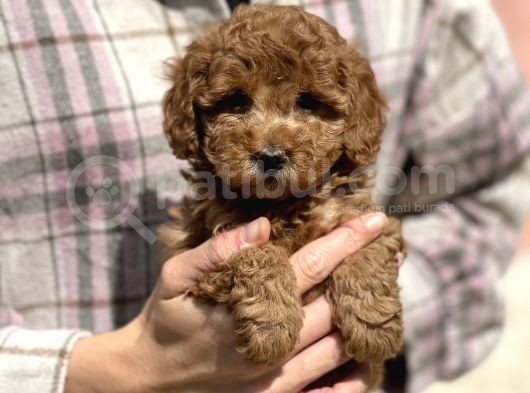 Show Kalite Poodle Bebekler görsel