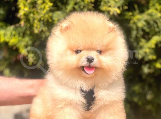 Safkan Pomeranian Boo Yavrular görsel