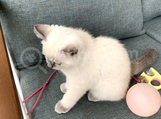 British Shorthair Blue Point Yavru Kedi görsel