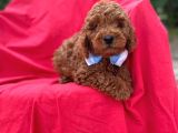Orjinal Toy Poodle