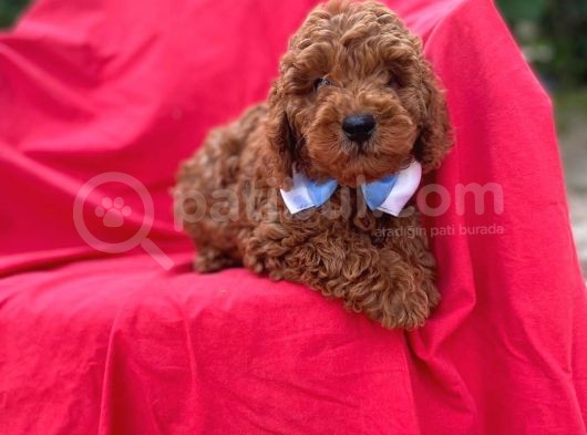 Orjinal Toy Poodle