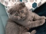 Mi̇ni̇k Aslan Duman Scotti̇sh Fold