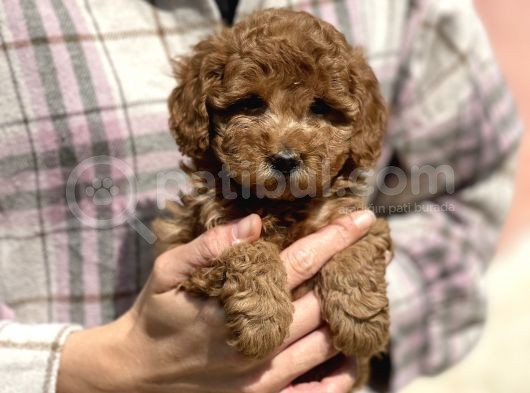 Show Kalite Poodle Bebekler görsel