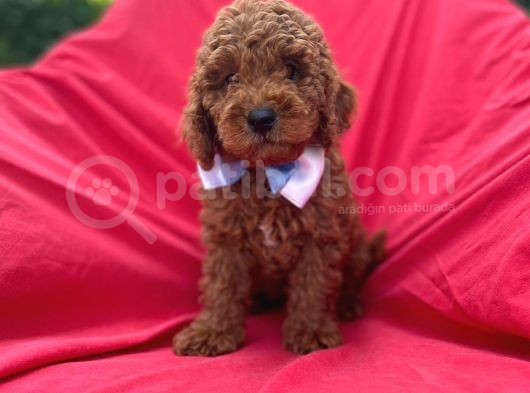 Orjinal Toy Poodle görsel