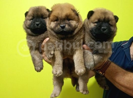 Chow Chow Yavrularimiz görsel
