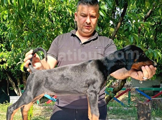 Doberman Yavrularimiz görsel
