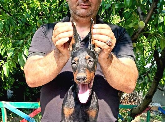 Doberman Yavrularimiz