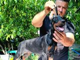 Doberman Yavrularimiz