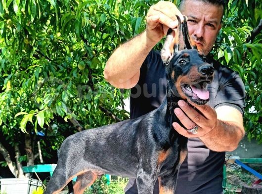 Doberman Yavrularimiz görsel