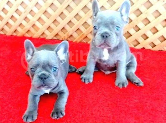 Blue Quad French Bulldog Yavrular İzmi̇r görsel