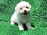 Bembeyaz Orji̇nal Maltese Yavrulari