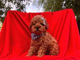 Orjinal Toy Poodle