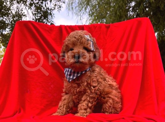 Orjinal Toy Poodle görsel