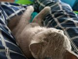 5 Aylık Çift British Short Hair Yavru Üretmek Isteyen Için Ideal