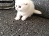 5  Haftalik Yavrularimiz