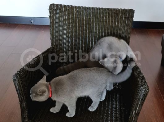 5 Aylık Çift British Short Hair Yavru Üretmek Isteyen Için Ideal görsel
