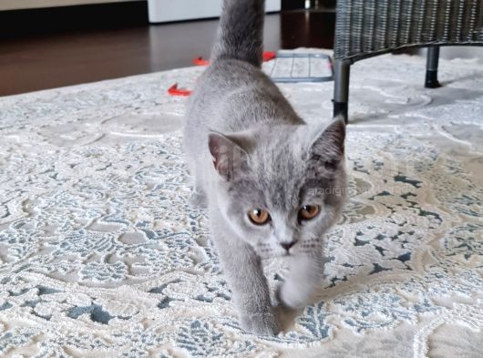 5 Aylık Çift British Short Hair Yavru Üretmek Isteyen Için Ideal görsel