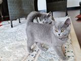 5 Aylık Çift British Short Hair Yavru Üretmek Isteyen Için Ideal