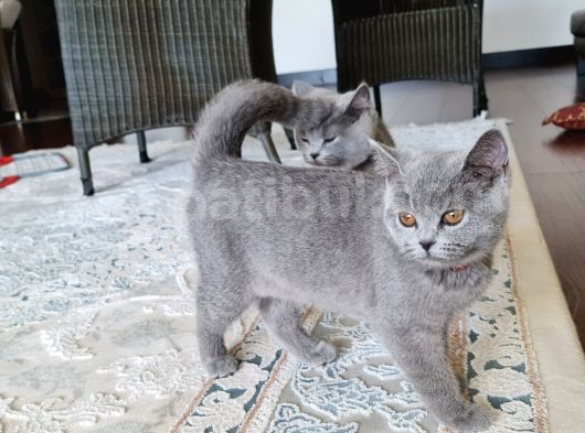 5 Aylık Çift British Short Hair Yavru Üretmek Isteyen Için Ideal görsel