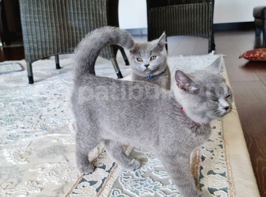 5 Aylık Çift British Short Hair Yavru Üretmek Isteyen Için Ideal