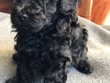 Anne Altından Dişi Veya Erkek Toy Poodle Apricot Silver